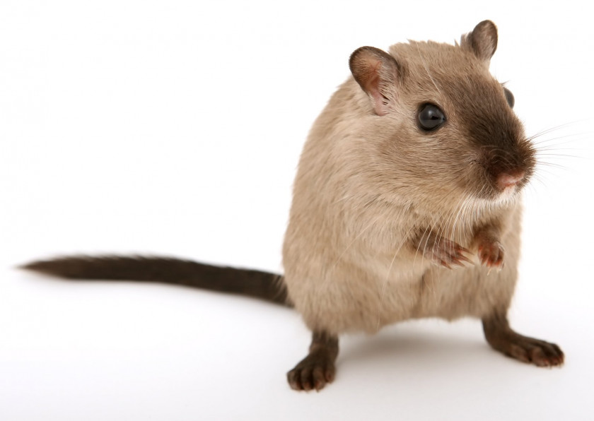 Rat & Mouse Brown Rodent Gerbil Fancy Hamster PNG