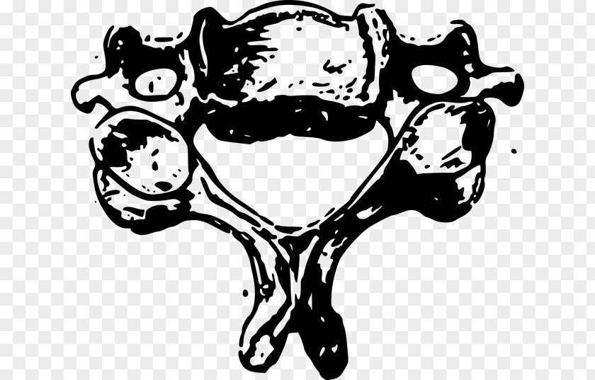 Cervical Vertebra Atlas Vertebral Column Thoracic Vertebrae Clip Art PNG