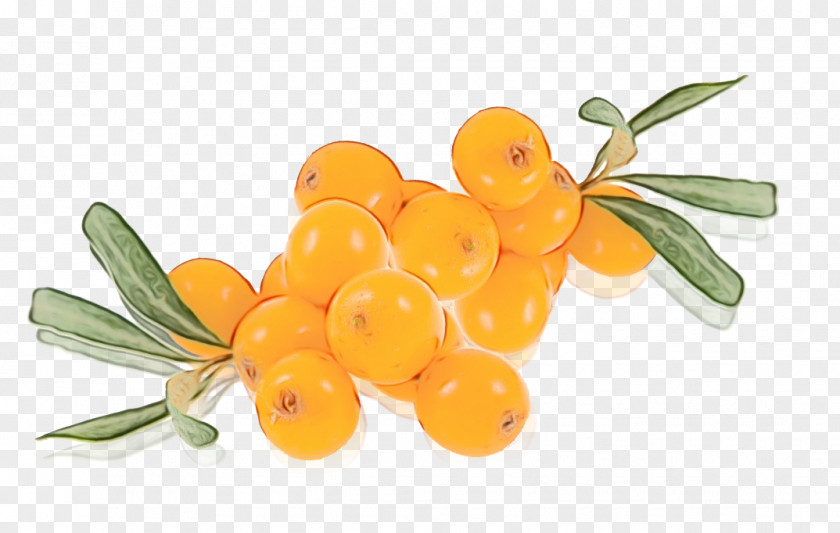 Kumquat Hippophae Plant Flower Fruit Food PNG