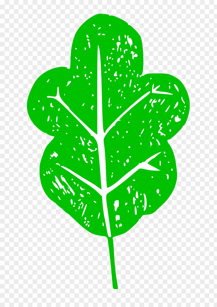 Lettuce Royalty-free Clip Art PNG