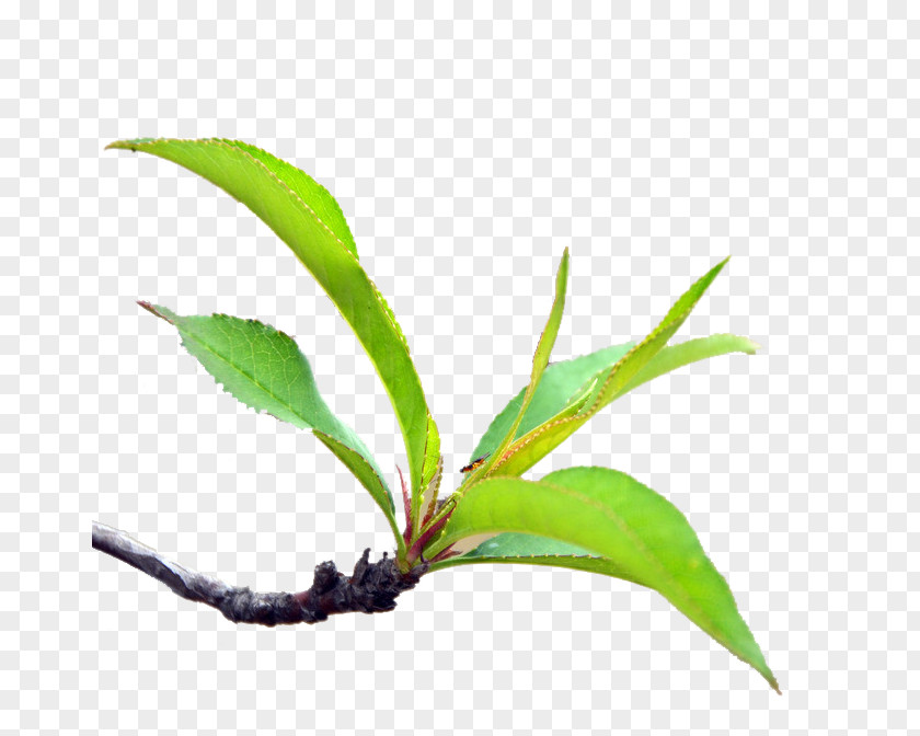 Peach Branches Leaf PNG
