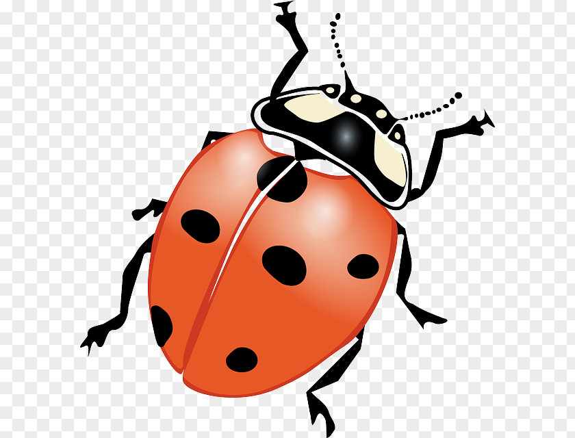 Beetle Clip Art Vector Graphics Openclipart Image PNG
