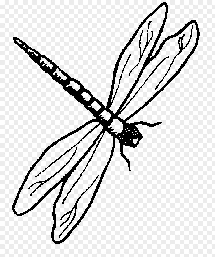 Dragonfly Drawing Animal Clip Art PNG