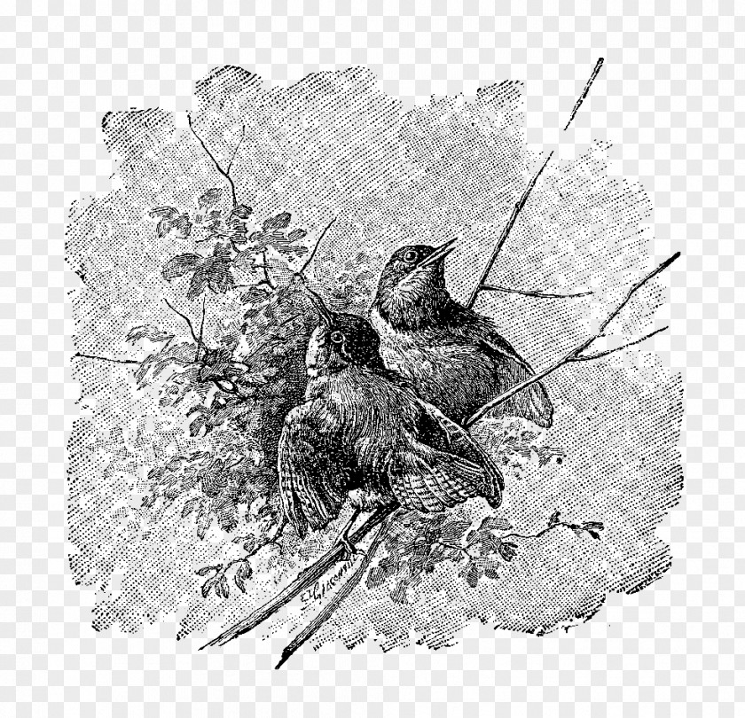 Bird Twig Nest Drawing Fauna PNG