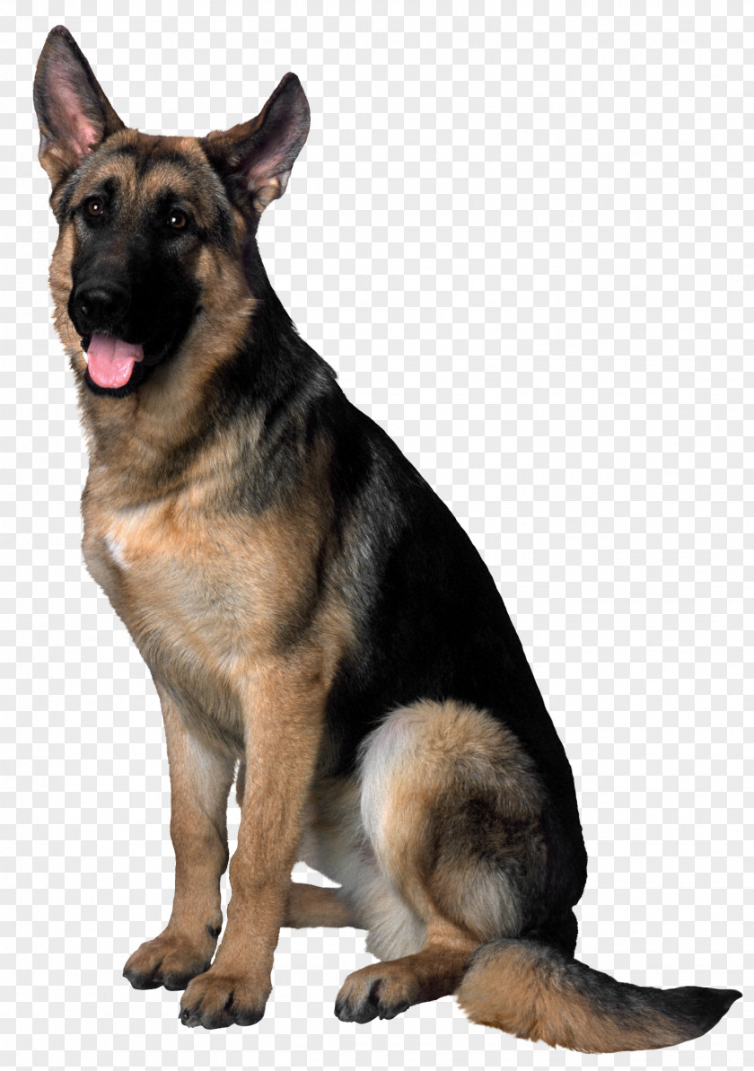 Dog German Shepherd Golden Retriever Puppy Clip Art PNG