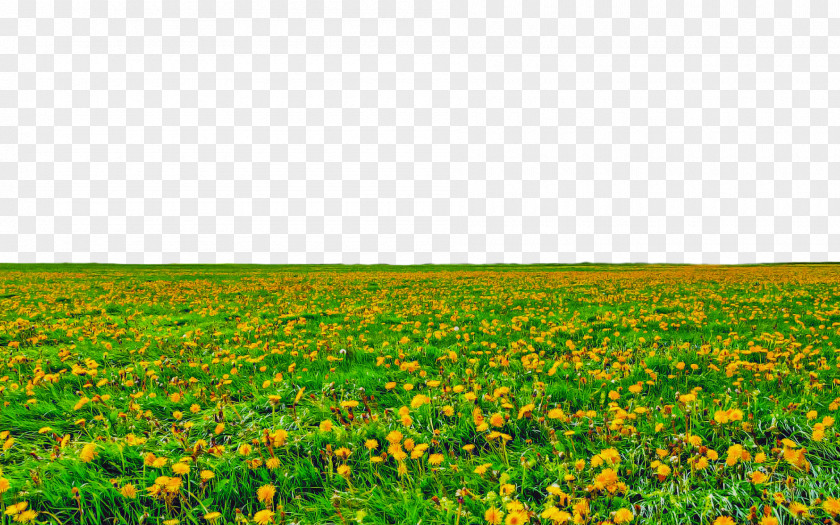 Field Meadow Grassland Natural Environment Green PNG