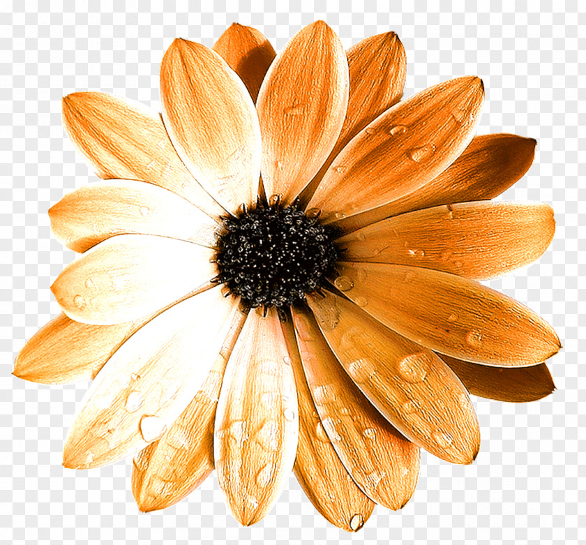 Water Droplets Flowers Flower Drop PNG