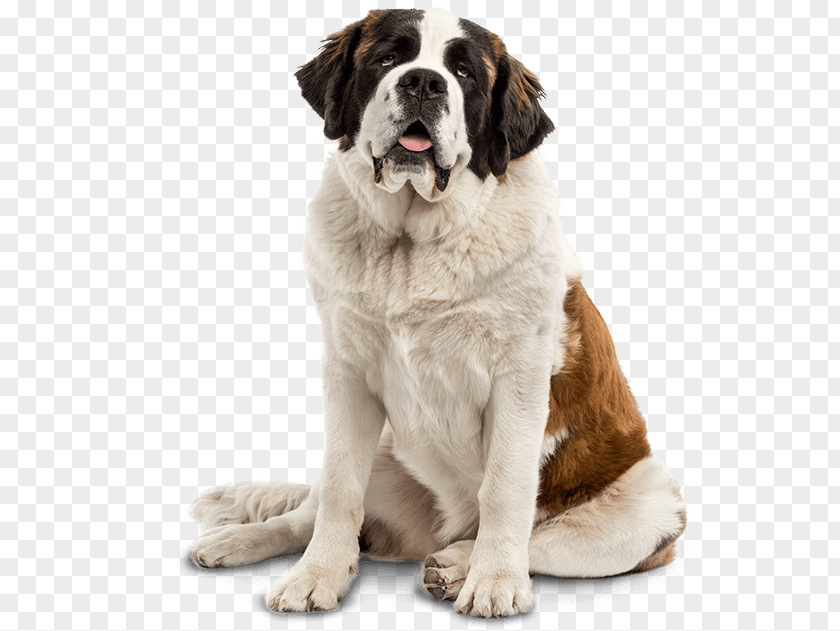 Dogs St. Bernard Golden Retriever Smooth Collie Puppy Dog Breed PNG