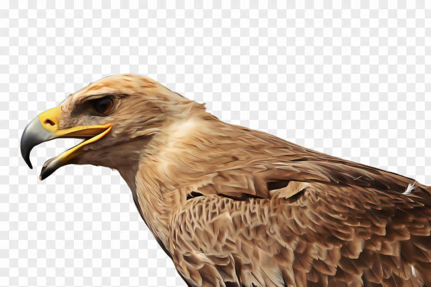 Falcon Hawk Bird Of Prey Eagle Accipitridae Beak PNG