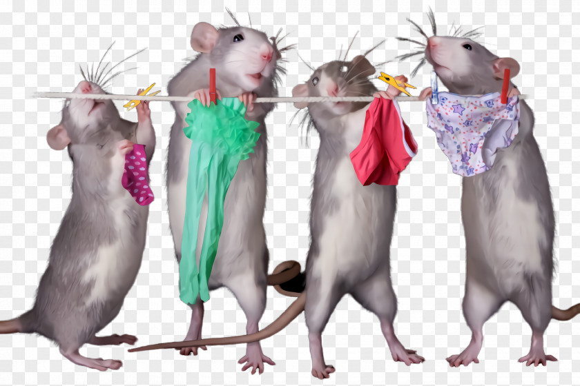 Gerbil Pest Rat Muridae Mouse Muroidea PNG
