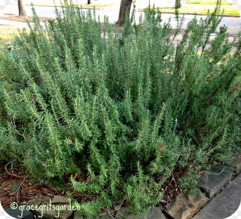 Rosemary Shrubland Tree Herb PNG
