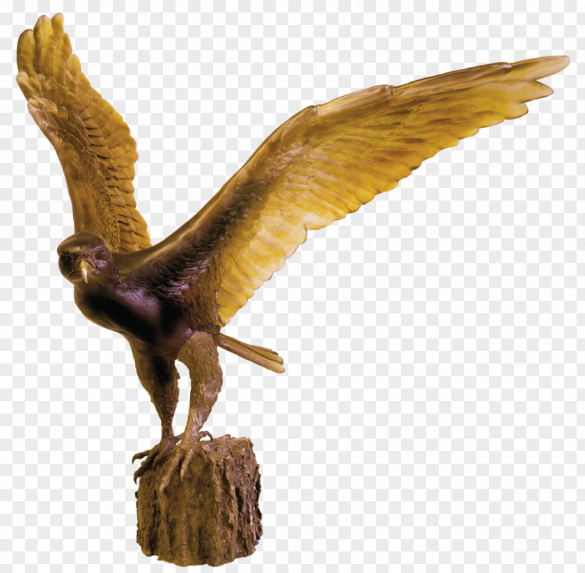 Saker Falcon Furniture Eagle Sources Unlimited Hawk PNG