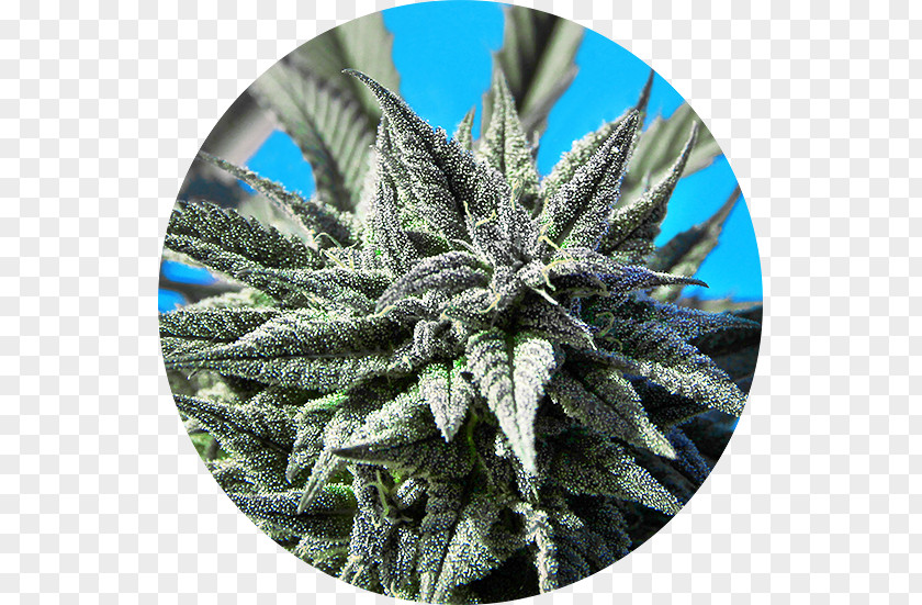 Seeds Seed Bank Cannabis Sativa Autoflowering PNG