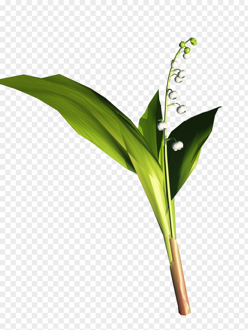 Brin Centerblog Magnolia Lily Of The Valley Plant Stem PNG