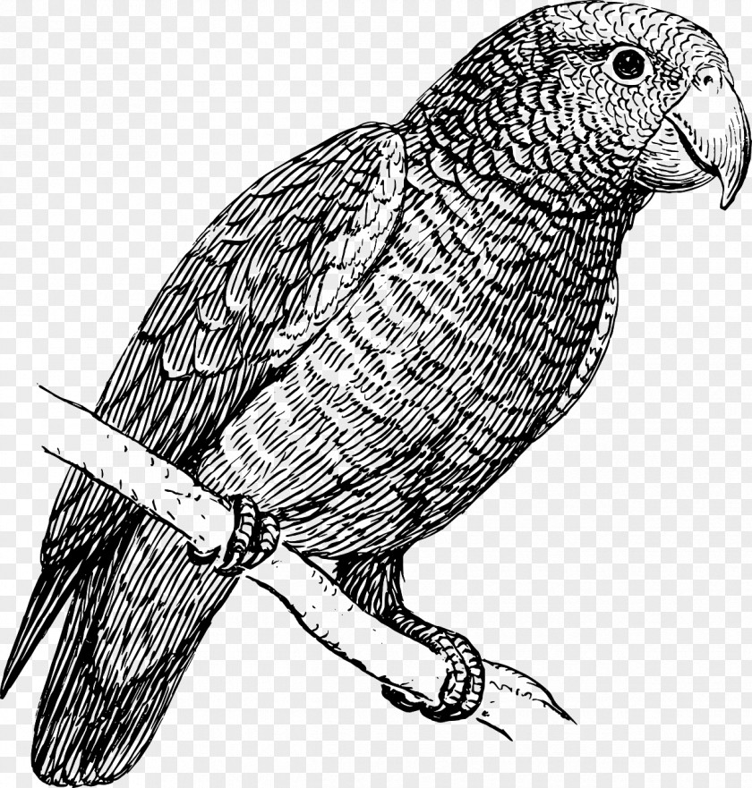 Drawing Budgerigar Amazon Parrot Clip Art PNG