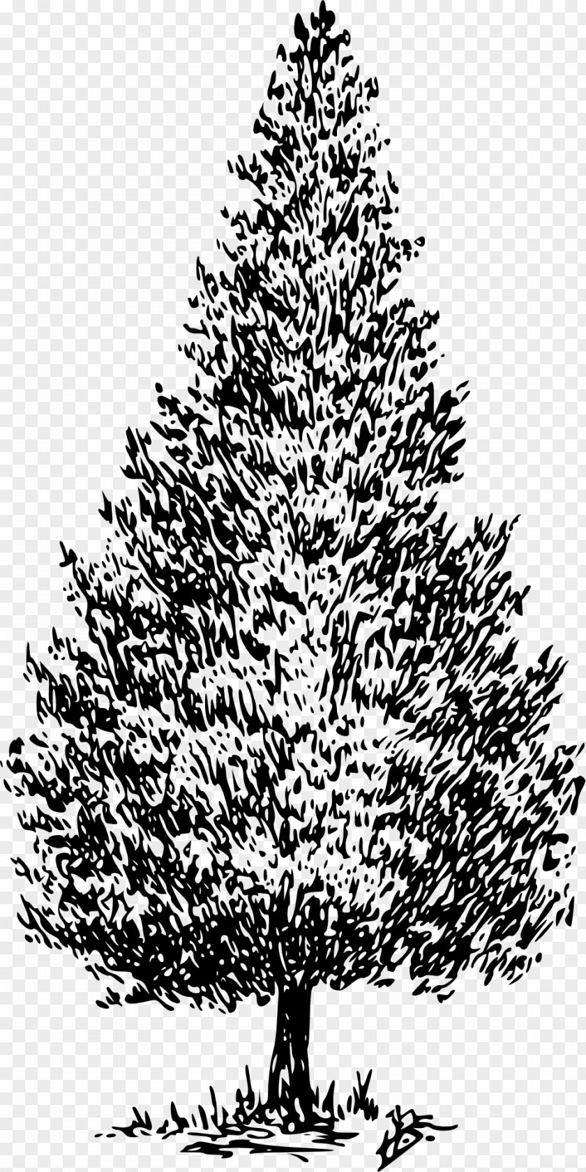 Fir-tree Cedrus Libani Drawing Tree Clip Art PNG