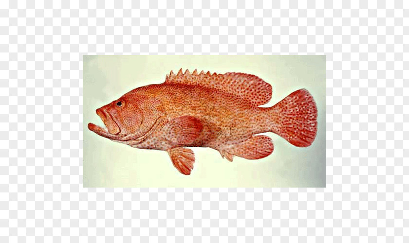 Northern Red Snapper Tilapia Perch Seafood Marine Biology PNG