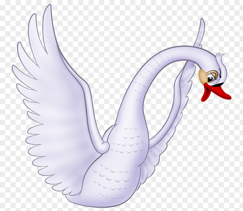 Obese White Swan Cygnini The Ugly Duckling PNG