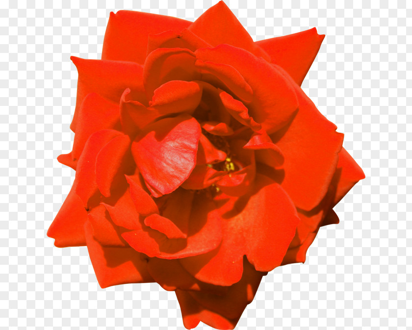 Rose Garden Roses Floribunda PhotoScape Flower PNG