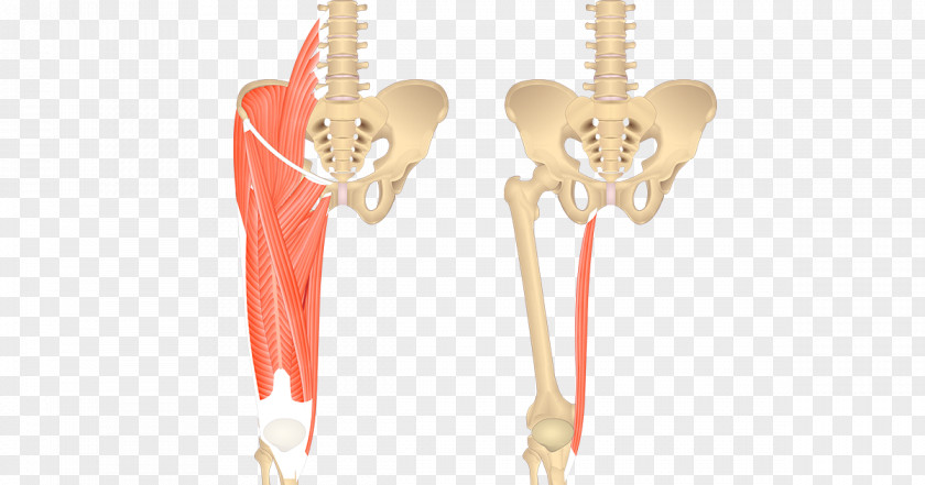 Sartorius Muscle Gracilis Iliopsoas Anatomy Psoas Major PNG
