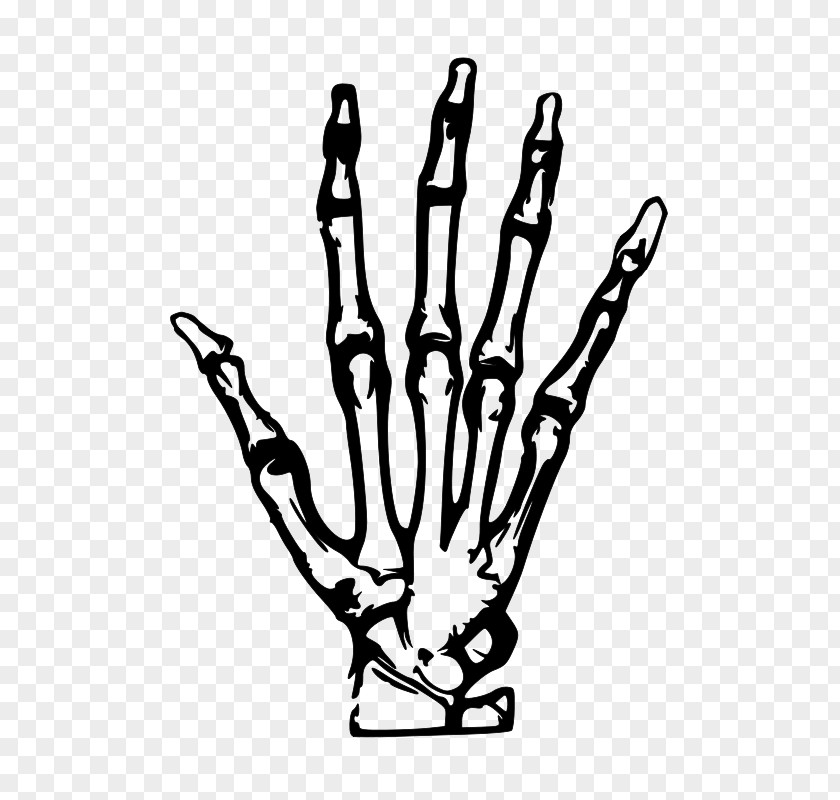 Simple Hand-painted Skeleton Hand Human Bone Clip Art PNG