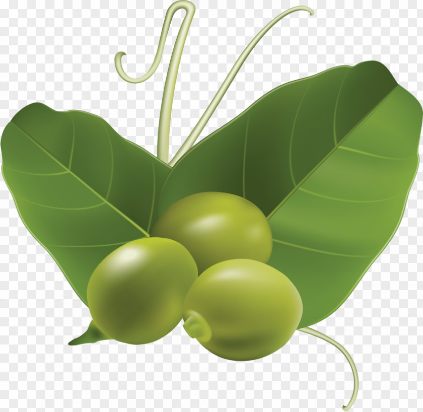 Vegetable Snow Pea Clip Art Computer File Format PNG