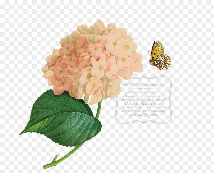 Buddleia Lilac Pink Flower Cartoon PNG