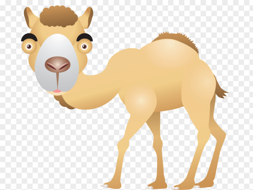 Camel Dromedary Clip Art PNG