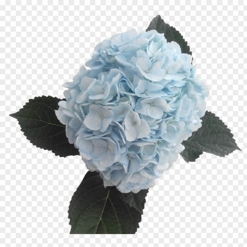Hydrangea Blue Cut Flowers Color PNG