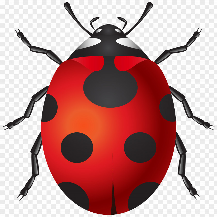 Wedding Background Insect Ladybird Clip Art PNG