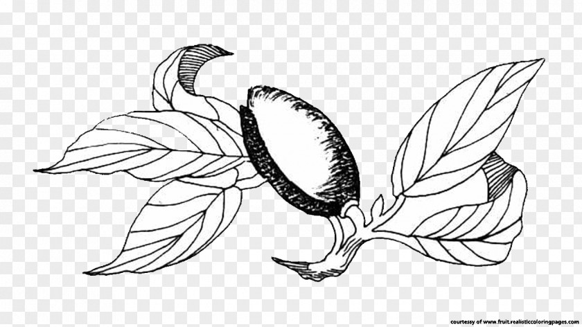 Almond Drawing Line Art PNG