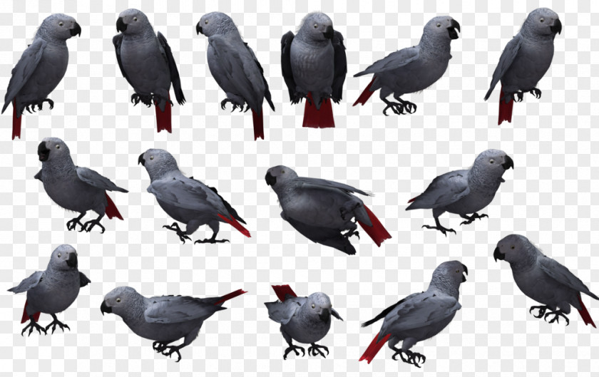 Bird American Crow Grey Parrot PNG