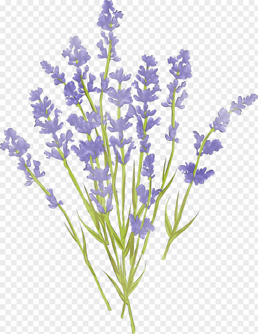 English Lavender French Plant Stem Cut Flowers Common Sage PNG