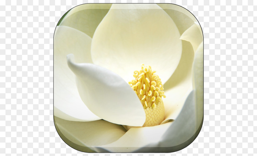 Flower Southern Magnolia Seed Family Follicle PNG