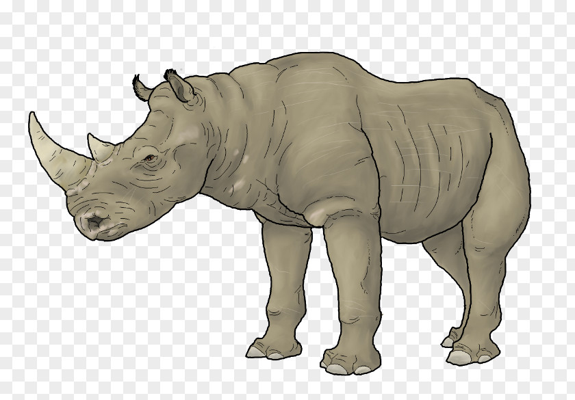 Megalocnus Rhinoceros Animal Carnivora Art Embolotherium PNG