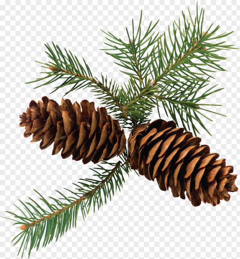 Pine Cone Conifer Branch Fir Clip Art PNG