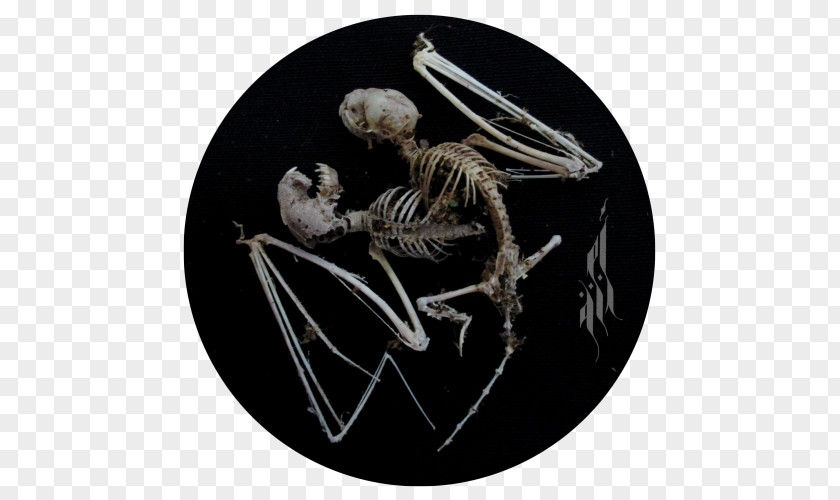 Polaroid Wall Clock Skeleton Organism PNG