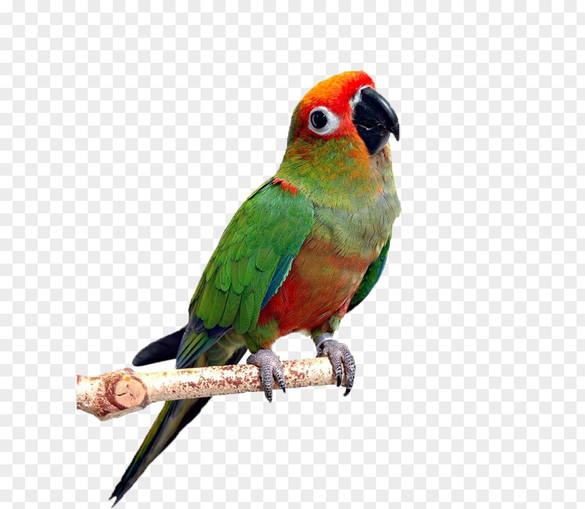 Red-headed Parrot Backos Bird Clinic Dog Deerfield Beach Pet PNG