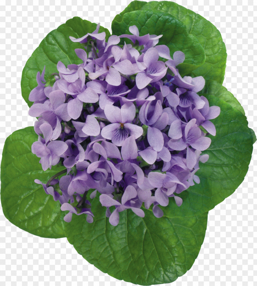 Violet Flower Photography Clip Art PNG