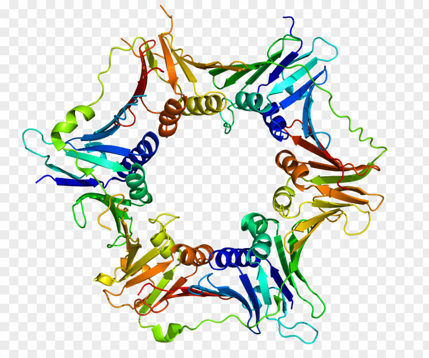 Protein RAD9A Proteomics Cell Cycle Gene PNG