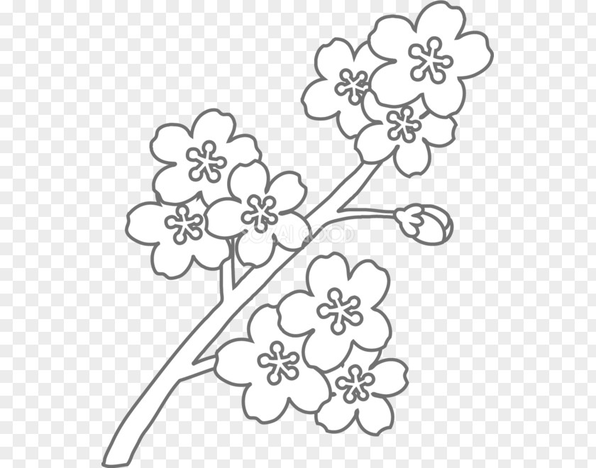 Sakura Flower Coloring Book Floral Design Black And White PNG