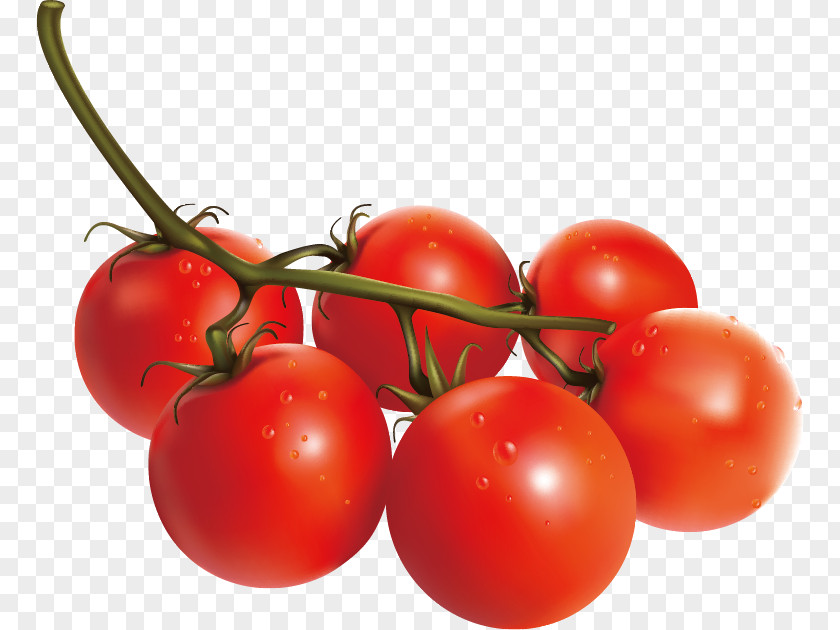 Tempting Tomato Vegetable Italian Cuisine PNG