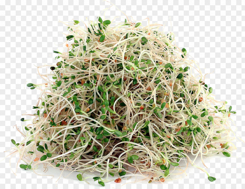 Alfalfa File Sprouts Sprouting Soy Milk Seed PNG