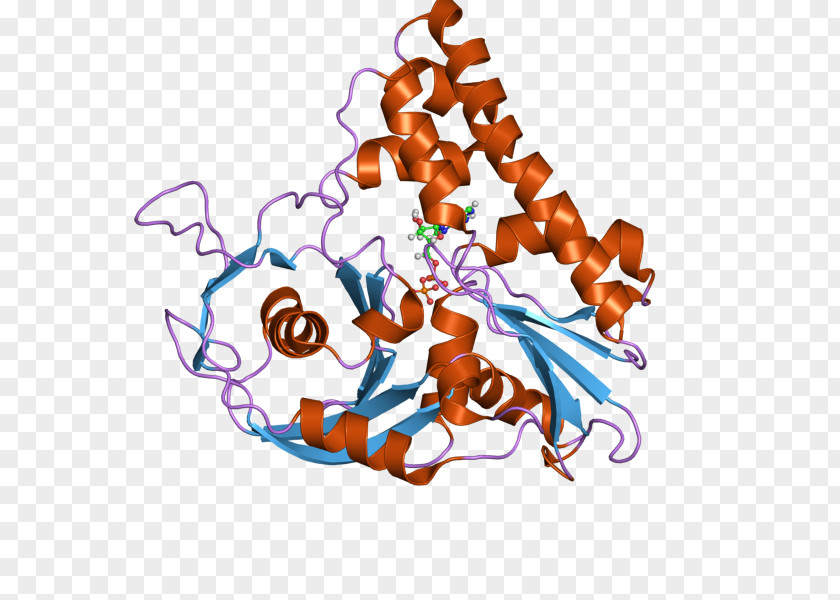 ParM Protein Plasmid Actin Prokaryote PNG