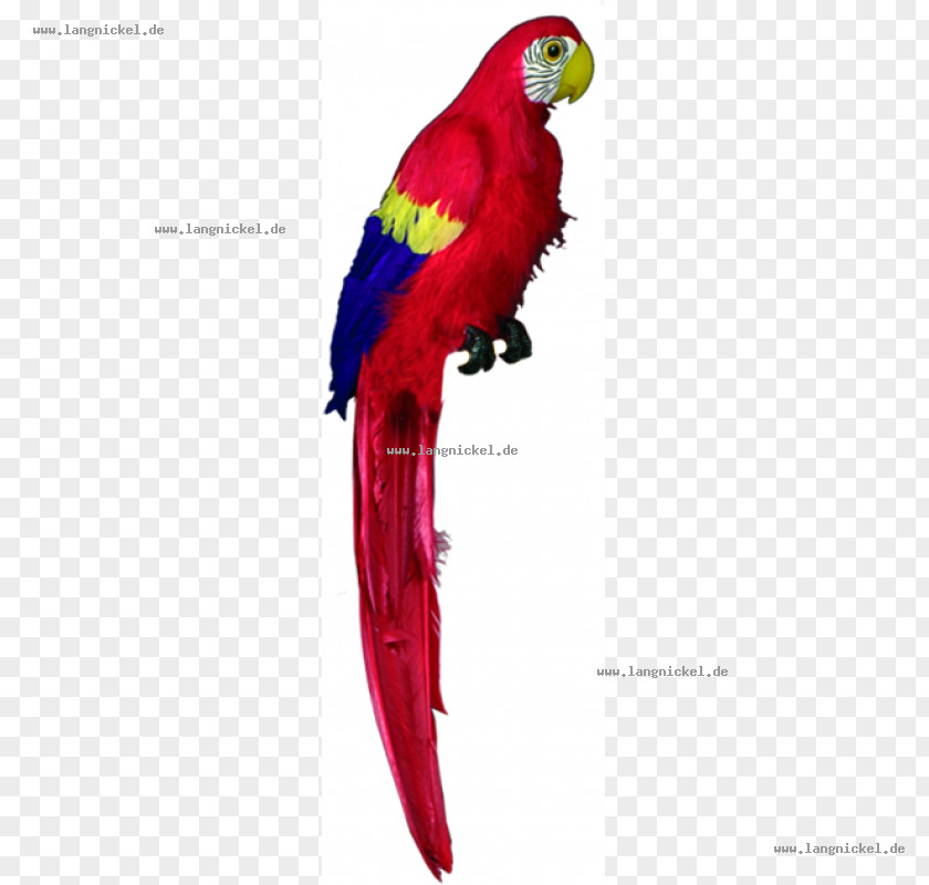 Parrot Macaw Loriini Parakeet Beak PNG