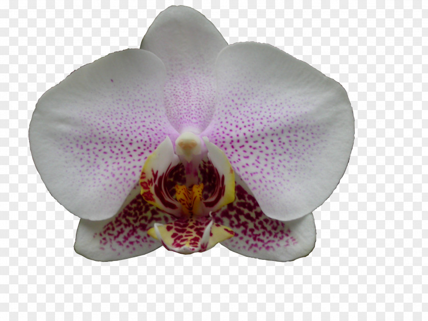 Phalaenopsis Equestris Cattleya Orchids Moth PNG