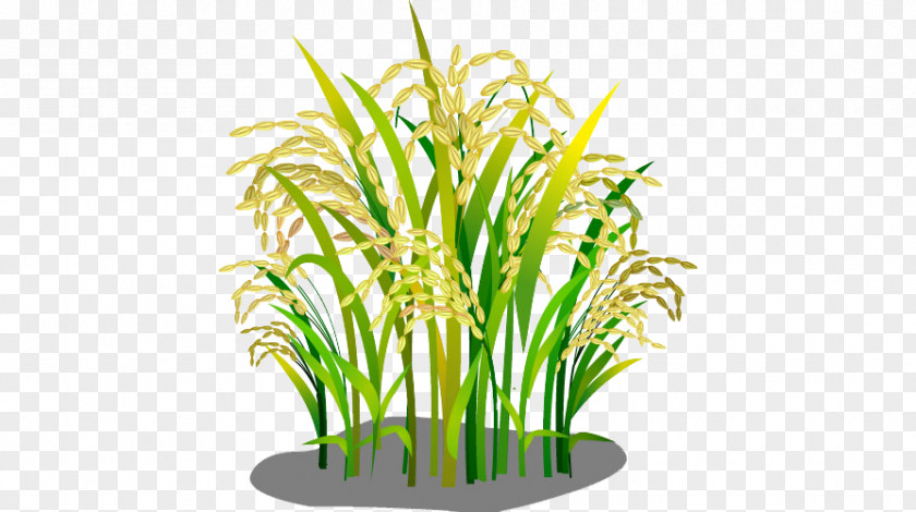 Rice Oryza Sativa Google Images Download PNG