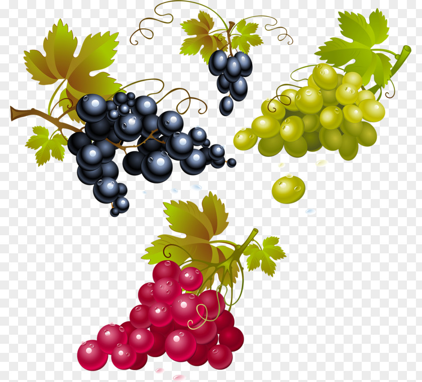 Wine Red Concord Grape Merlot White PNG