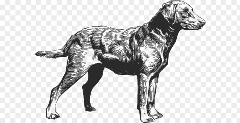 Bay Cliparts Chesapeake Retriever Labrador Golden Scottish Deerhound PNG