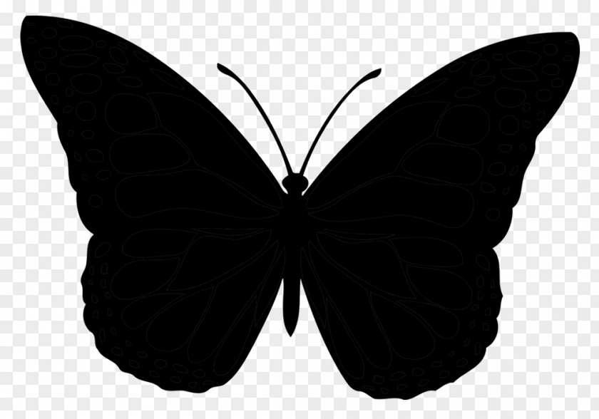 Brush-footed Butterflies Vector Graphics Illustration Stock Photography Euclidean PNG